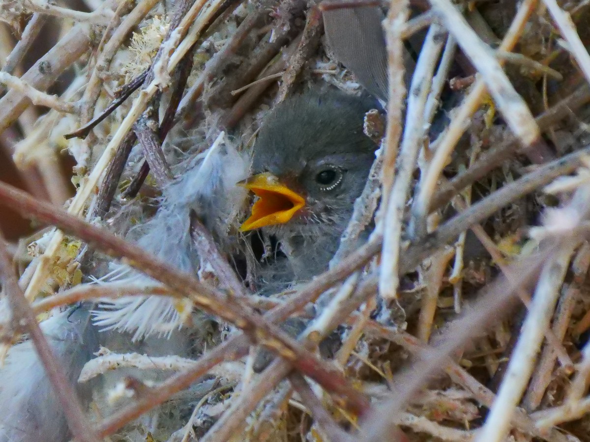 Verdin - ML446494851