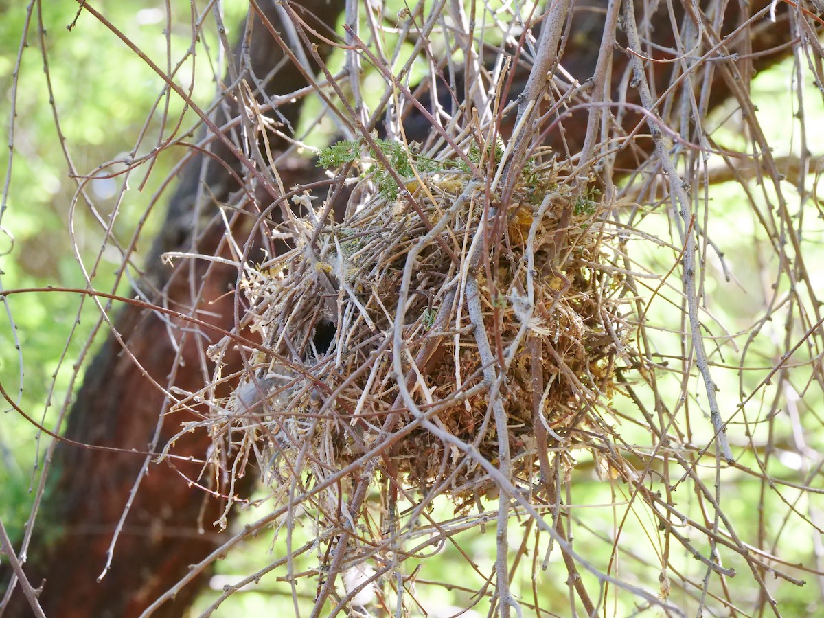 Verdin - ML446494921