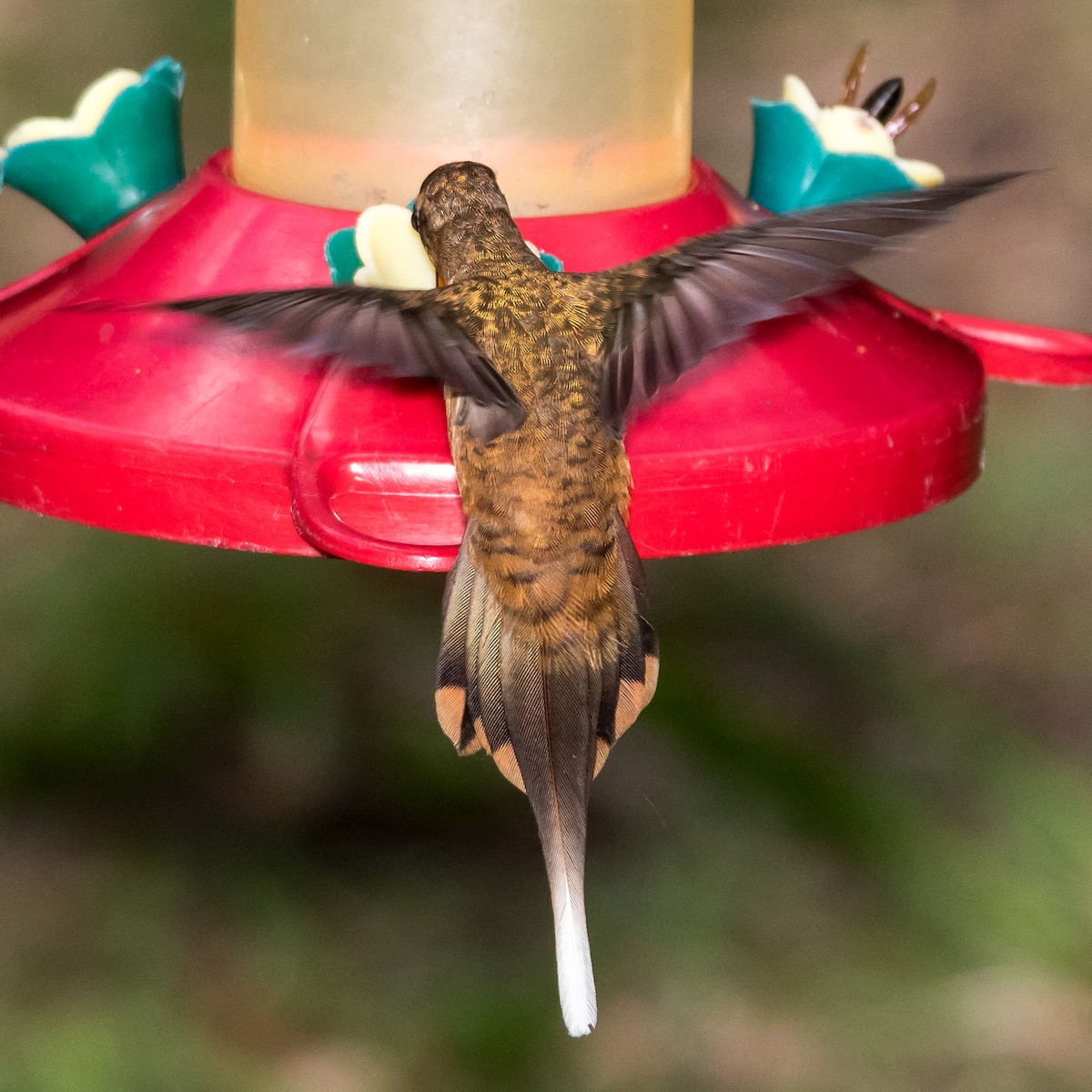 ub. eremitt (Phaethornis sp.) - ML44649511