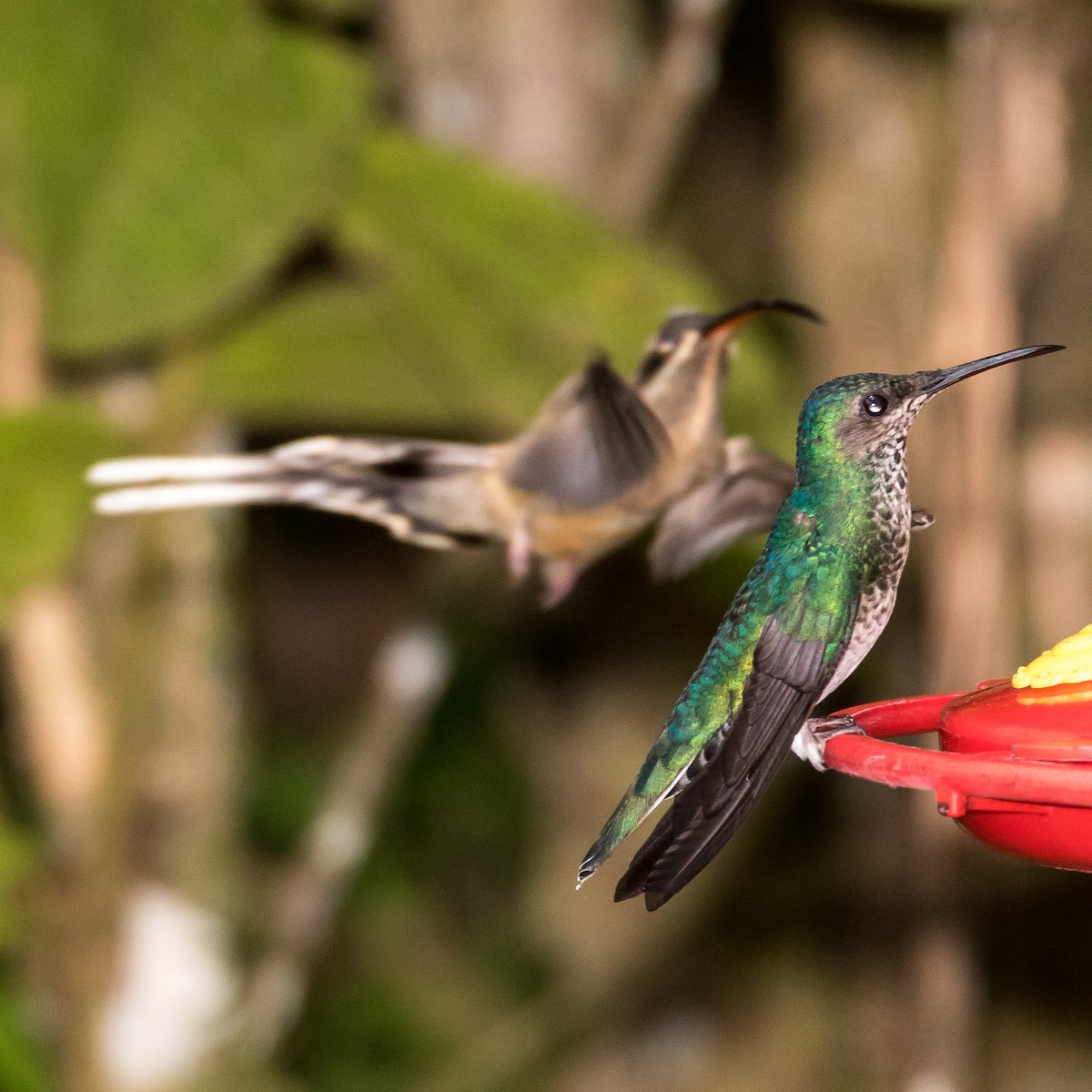 Great-billed Hermit - ML44649611