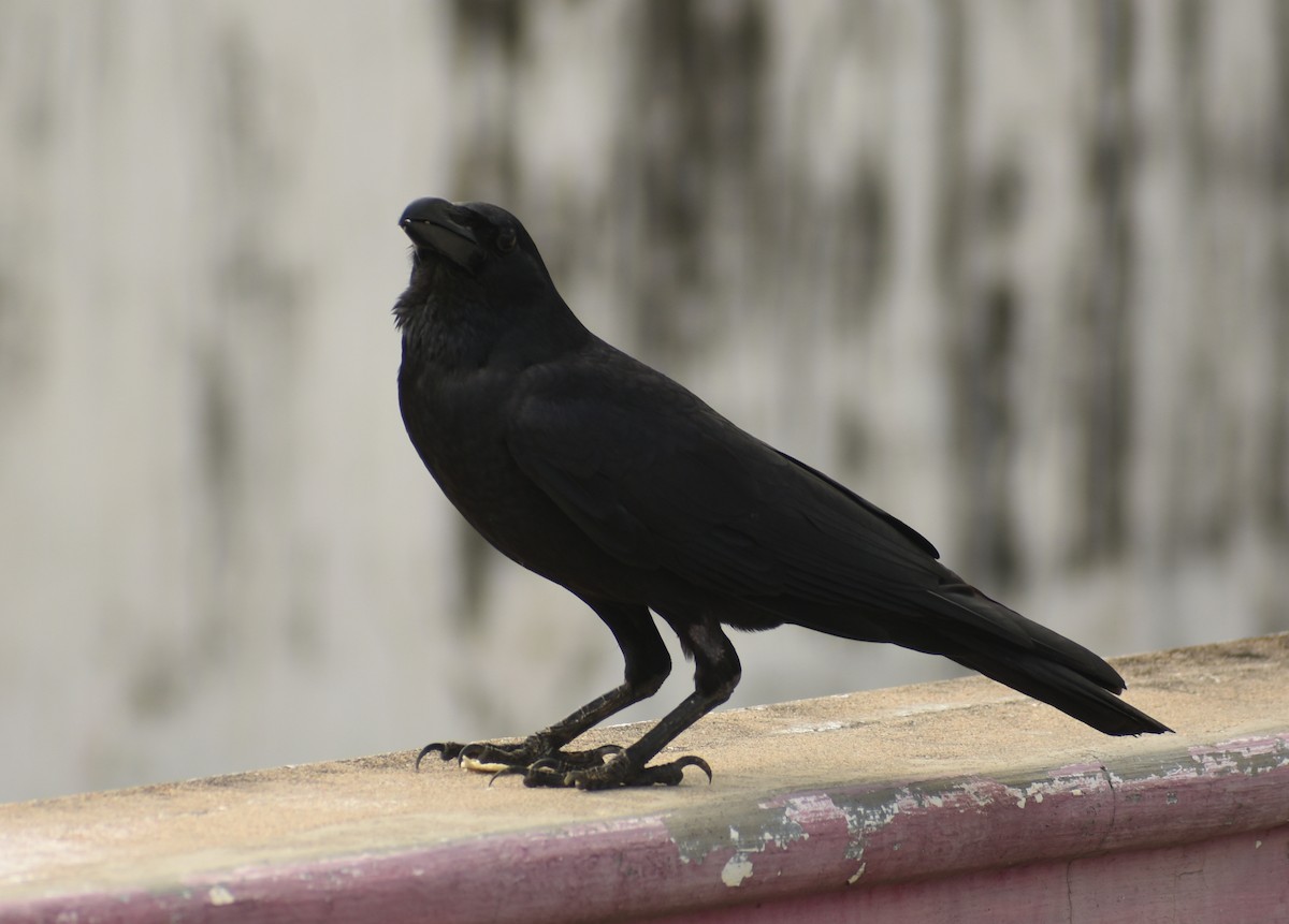 Large-billed Crow - ML446496441