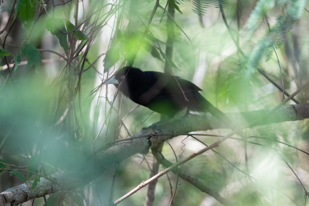 Cassique à bec jaune (holosericeus/flavirostris) - ML446498201