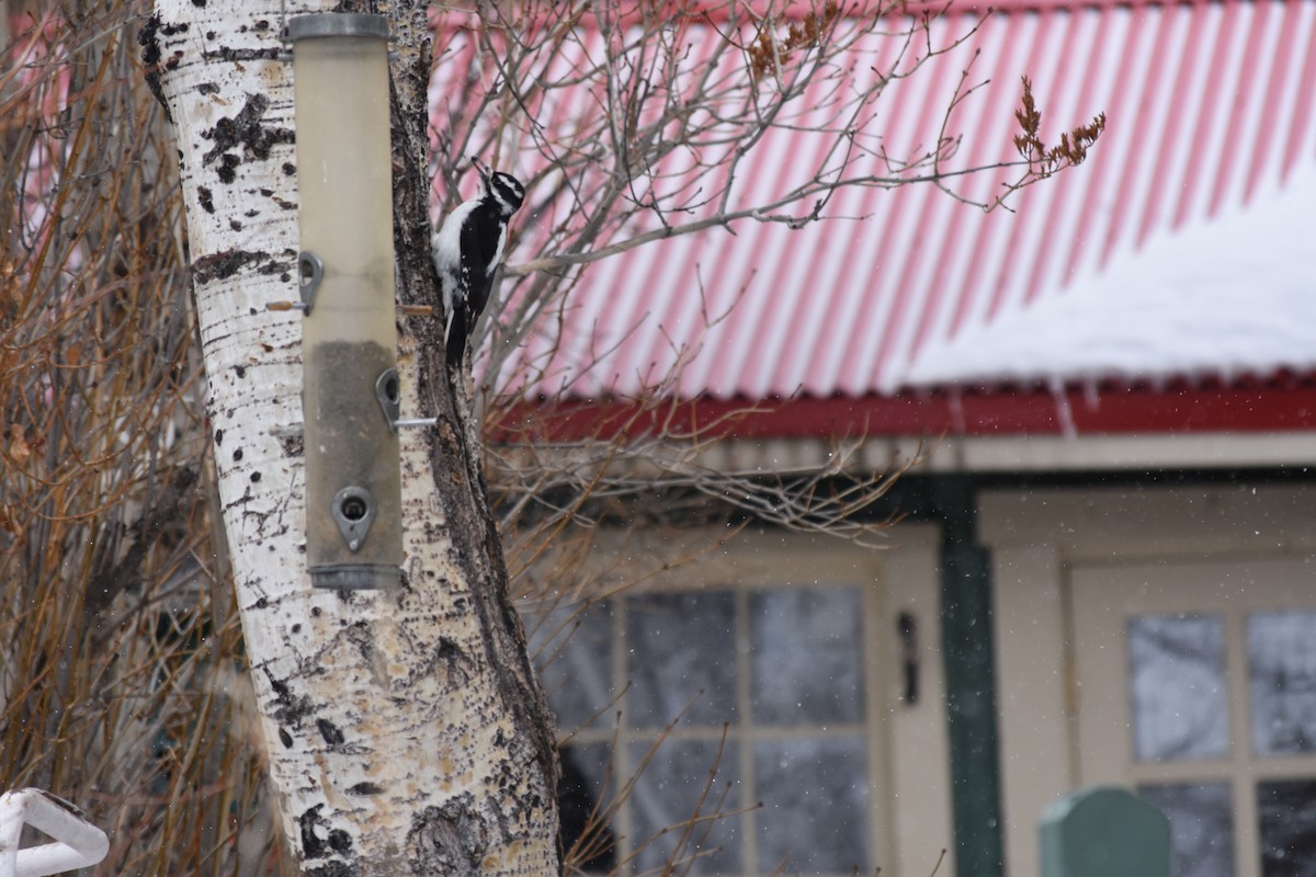 Hairy Woodpecker (Rocky Mts.) - ML44649821