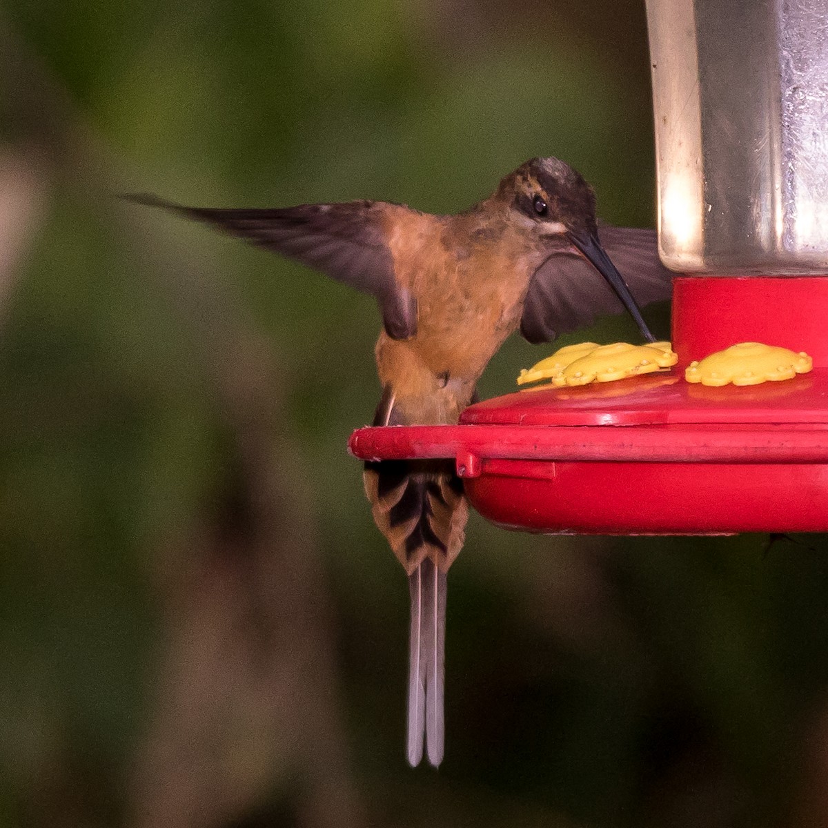 Рыжеватый колибри-отшельник - ML44649901