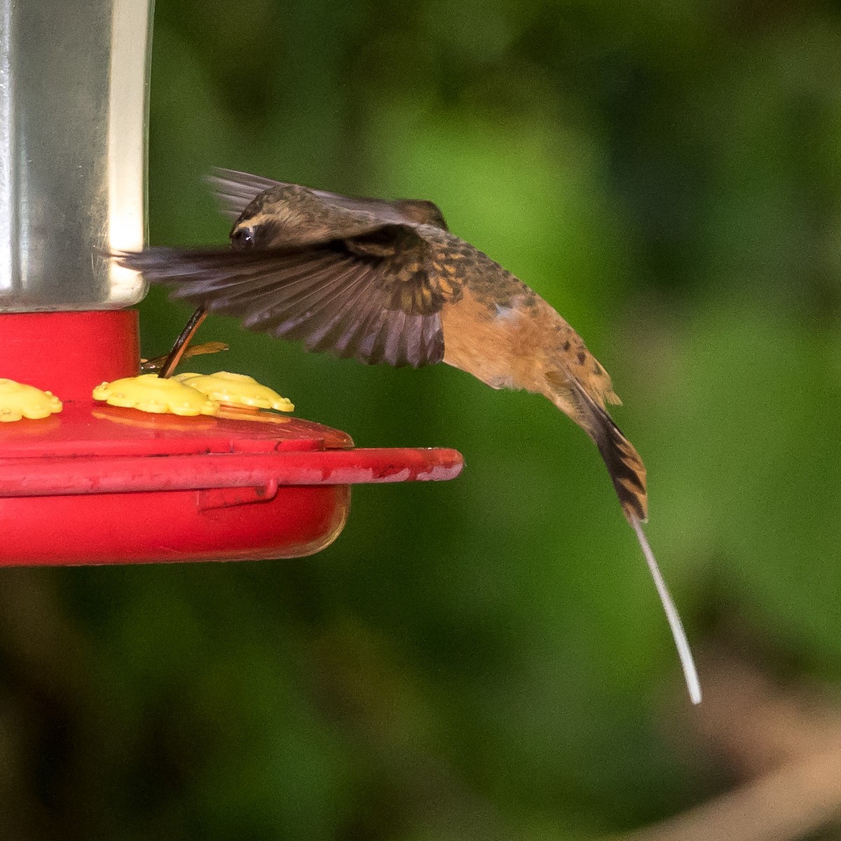 Рыжеватый колибри-отшельник - ML44649911