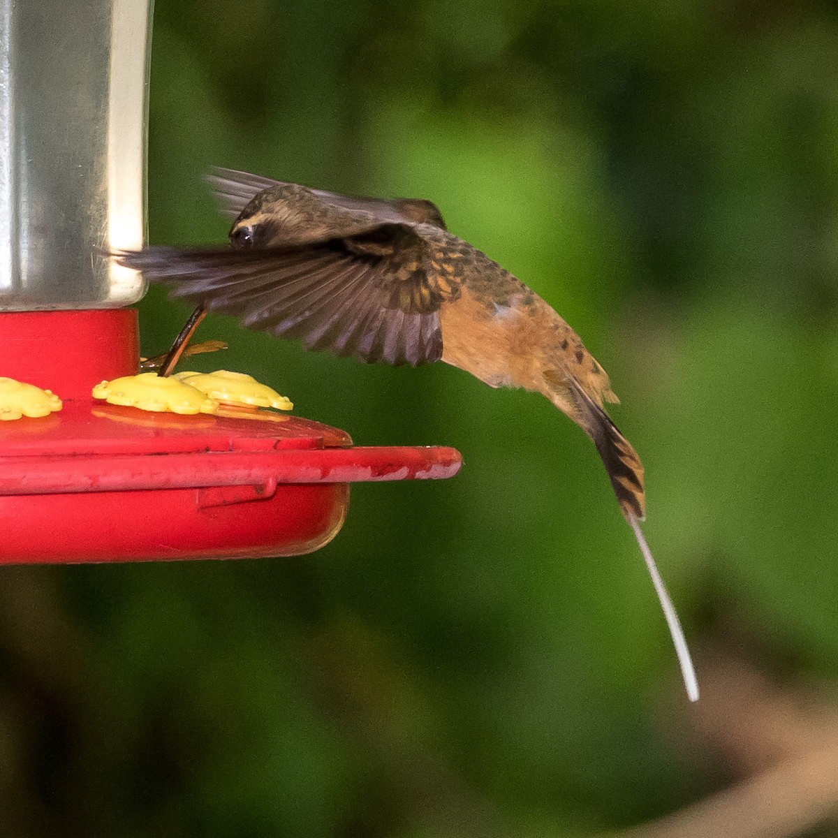 Koepcke's Hermit - ML44649911