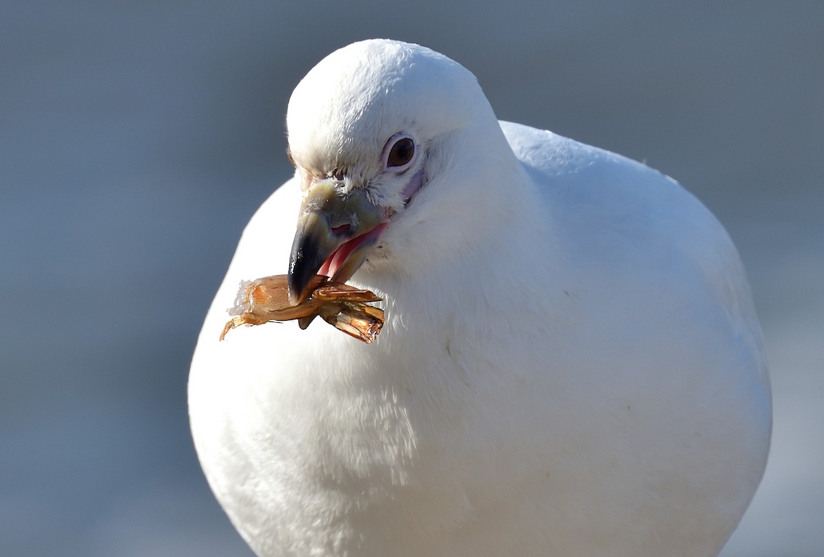 Snowy Sheathbill - ML446499301