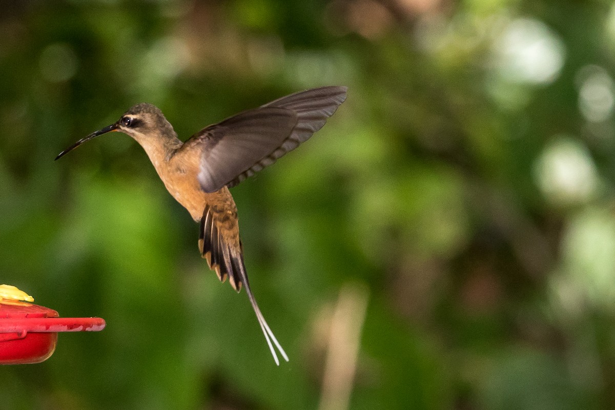 Koepckeschattenkolibri - ML44649931