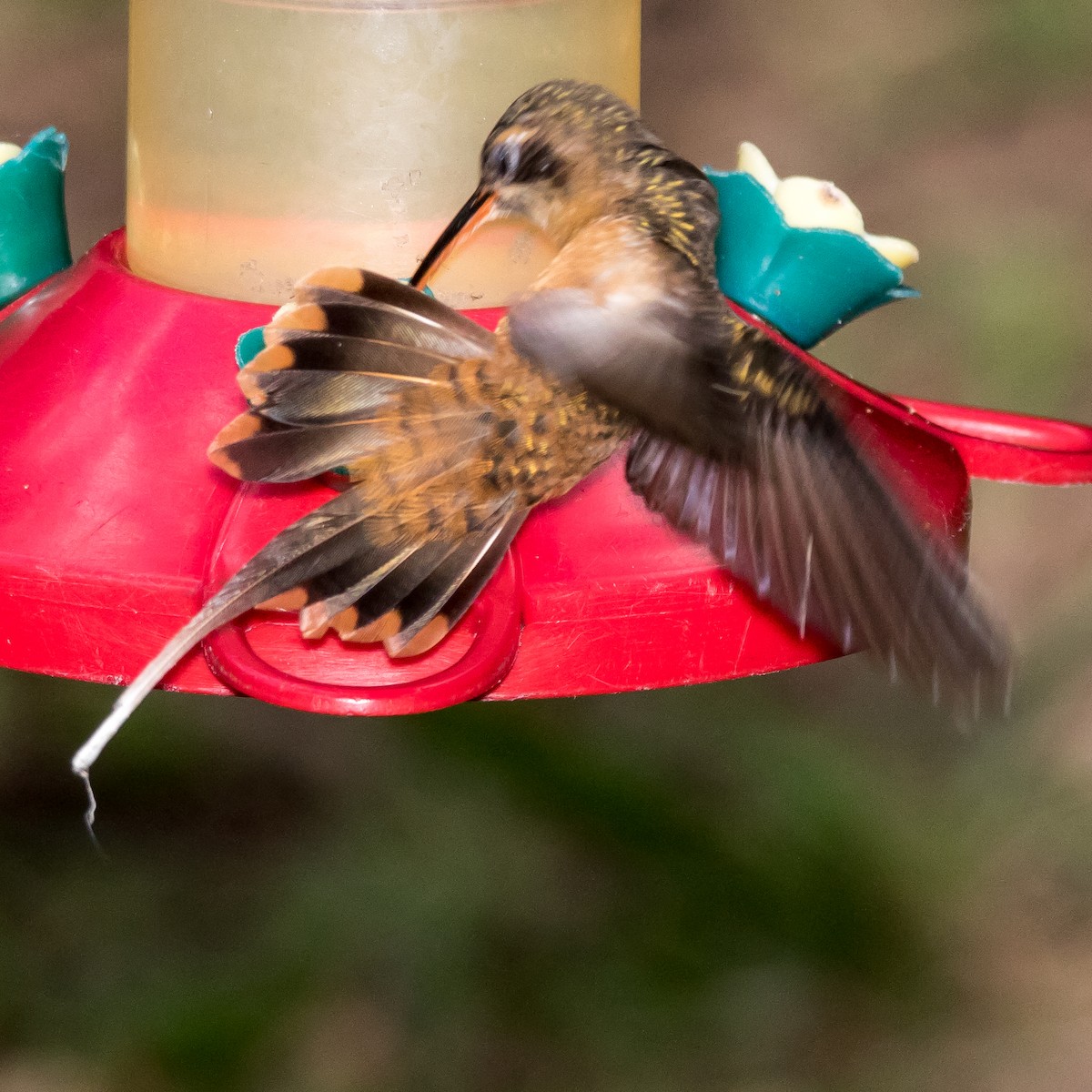 Koepckeschattenkolibri - ML44649941