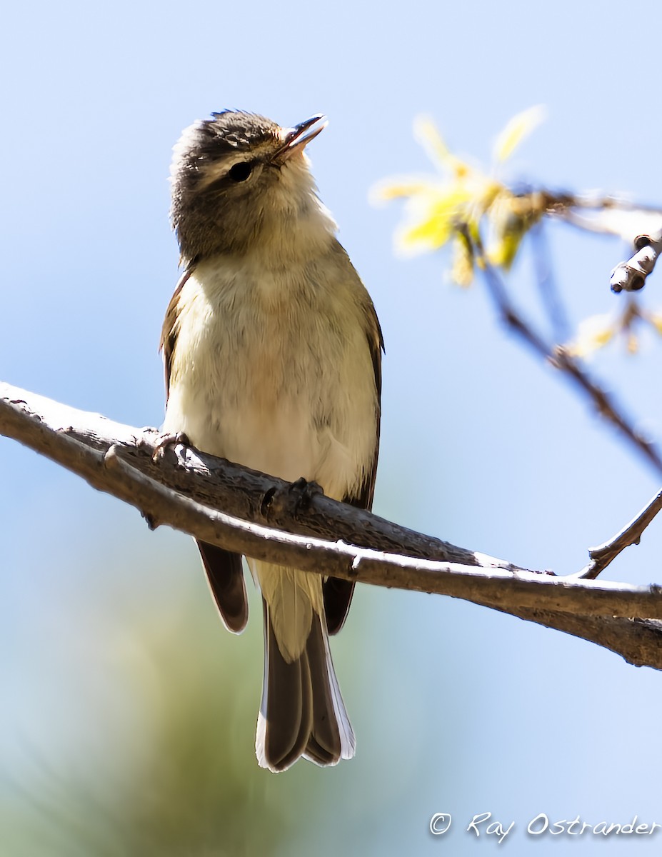 Warbling Vireo - ML446500271