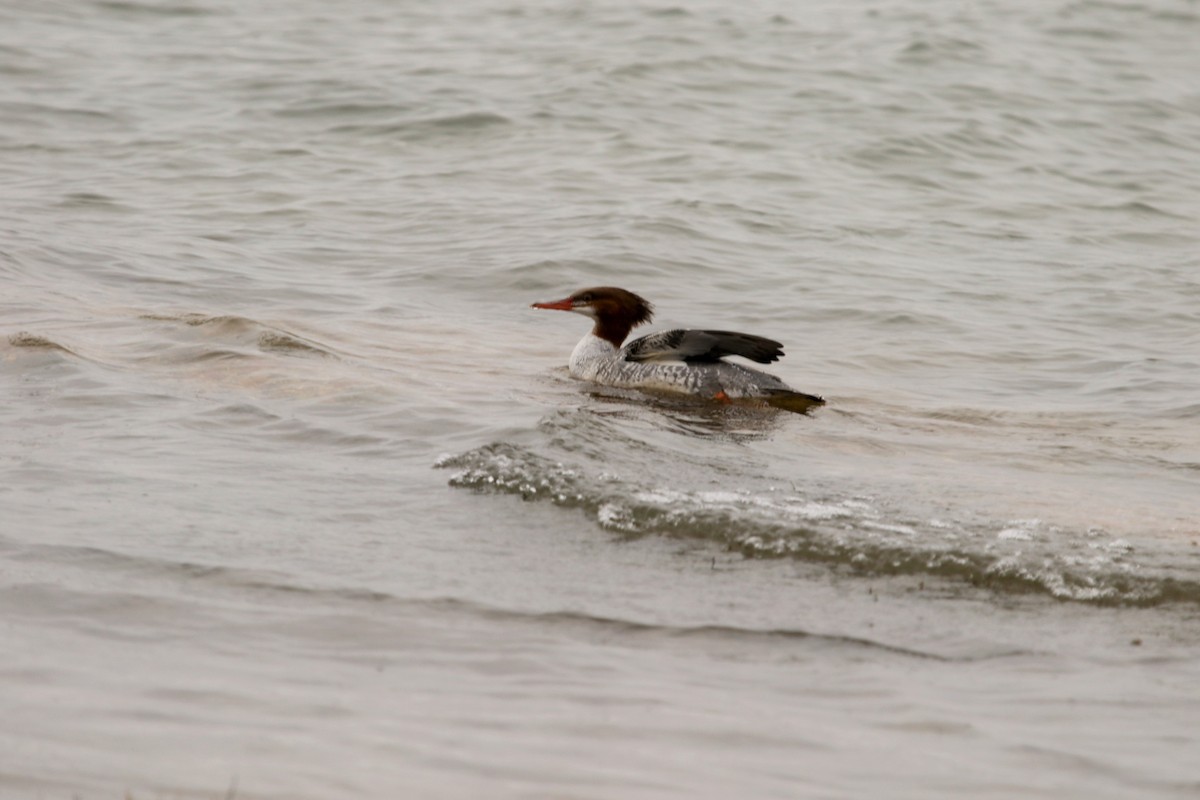 Common Merganser (North American) - Lew Johnson