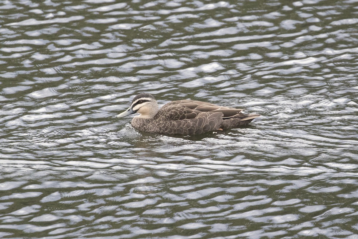 kachna divoká x pruhohlavá (hybrid) - ML446501821