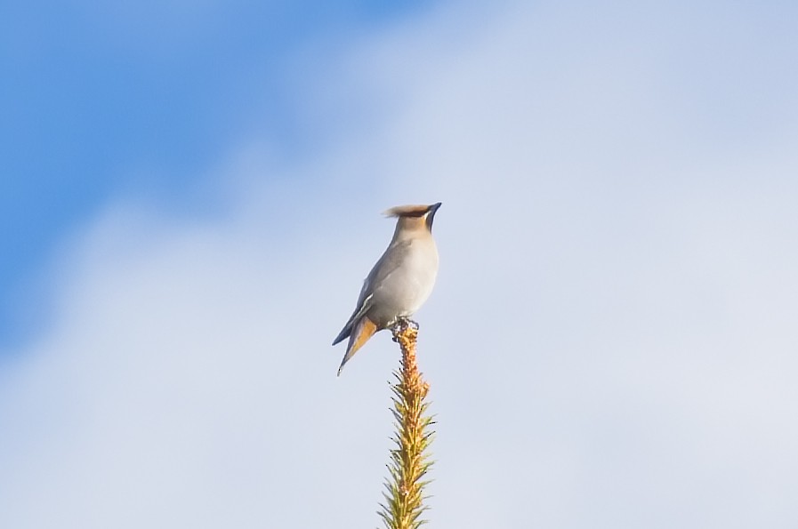 Bohemian Waxwing - ML446501891