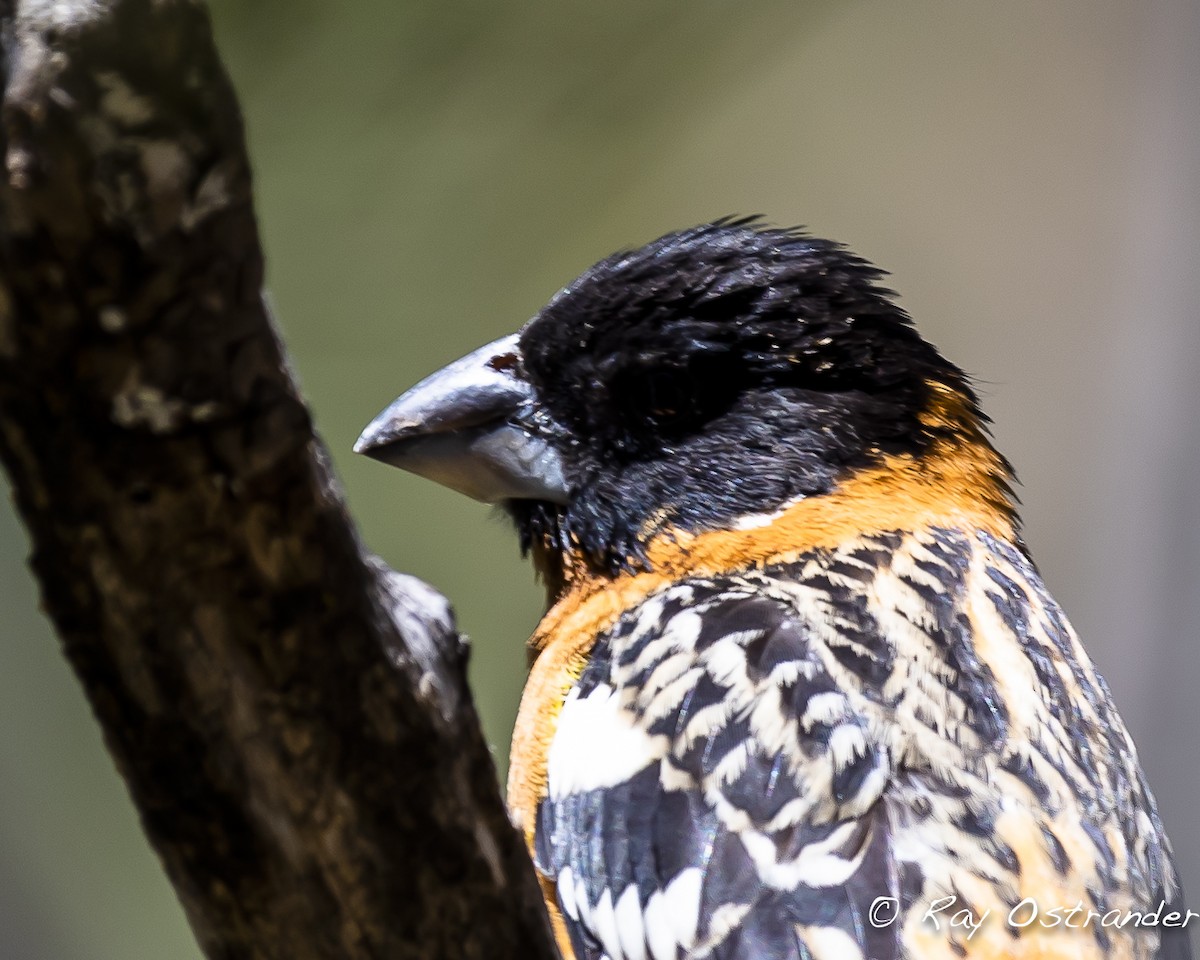 Black-headed Grosbeak - ML446501951