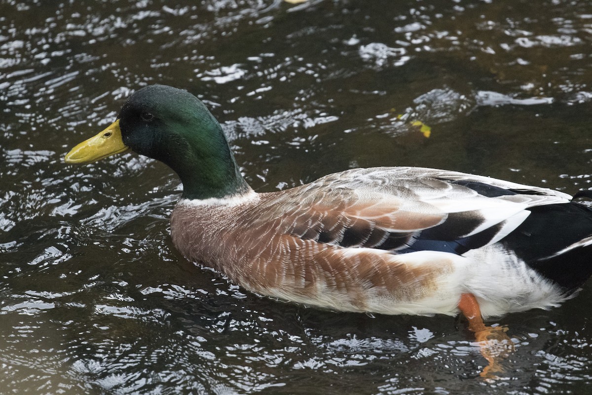 Mallard (Domestic type) - ML446501991