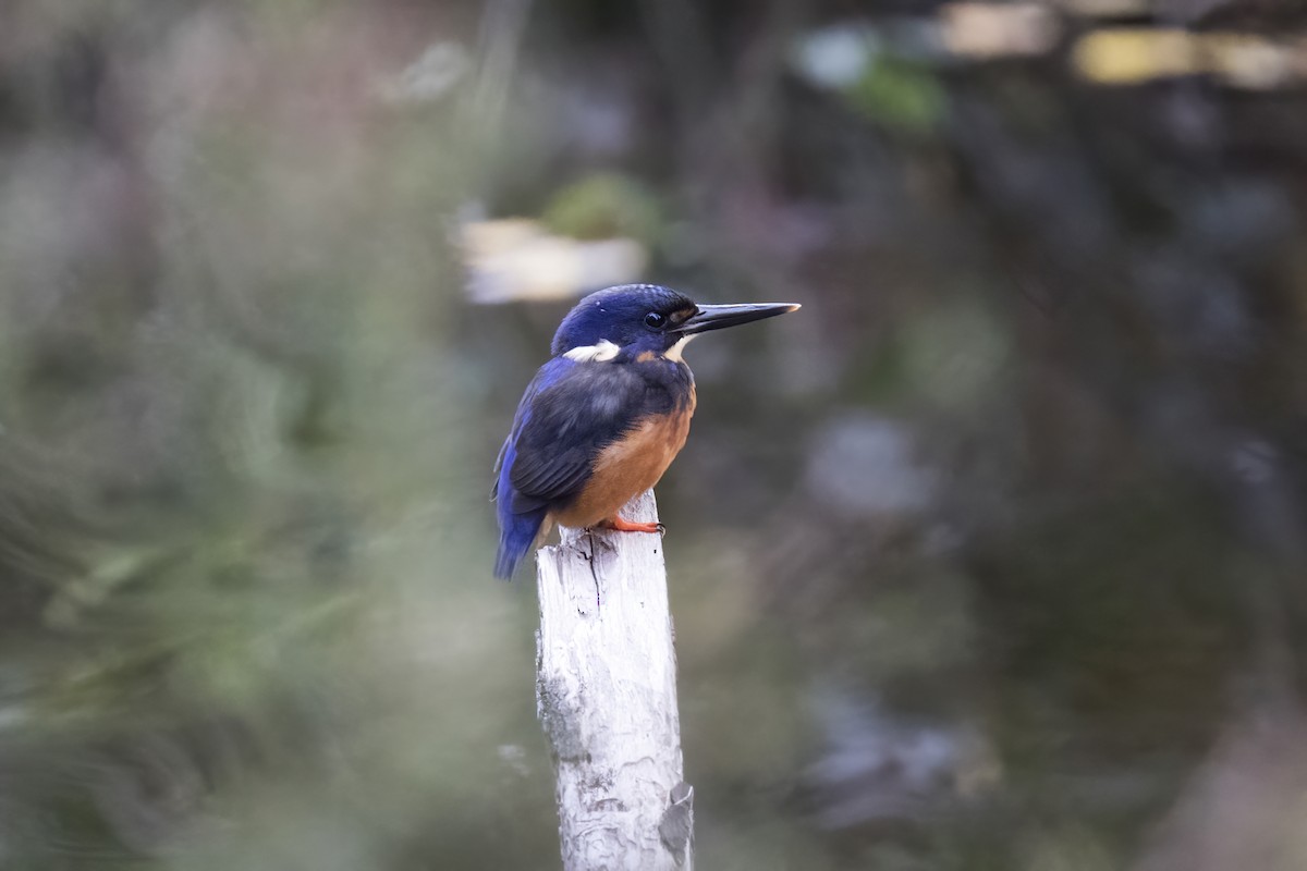 Martin-pêcheur à dos bleu - ML446502031