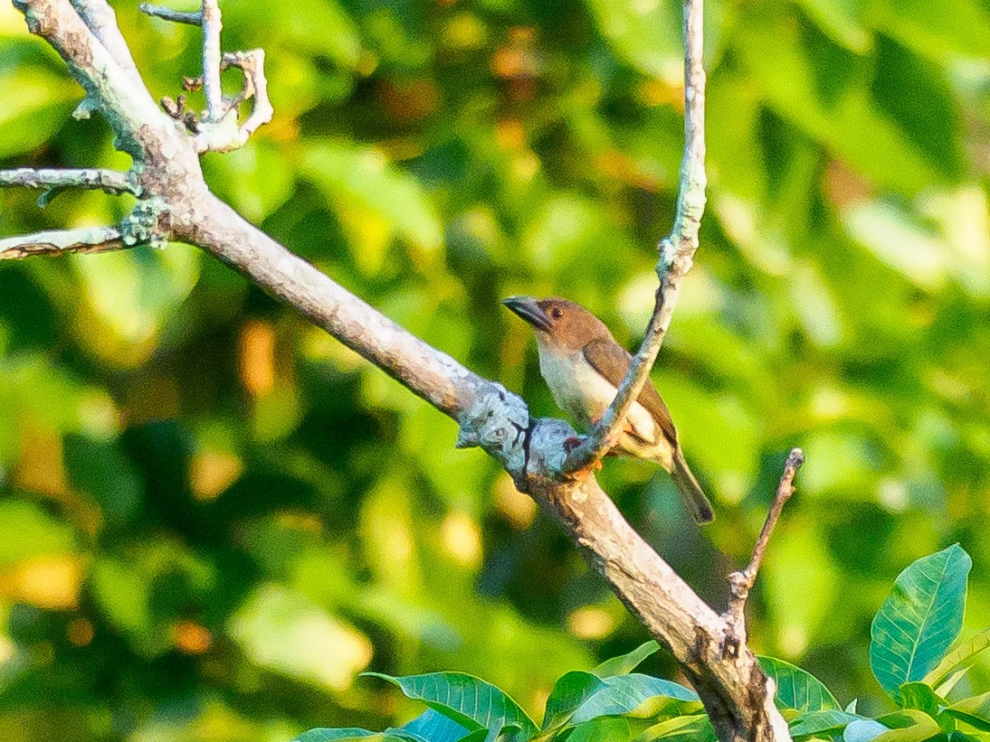 Sooty Barbet - ML446502041