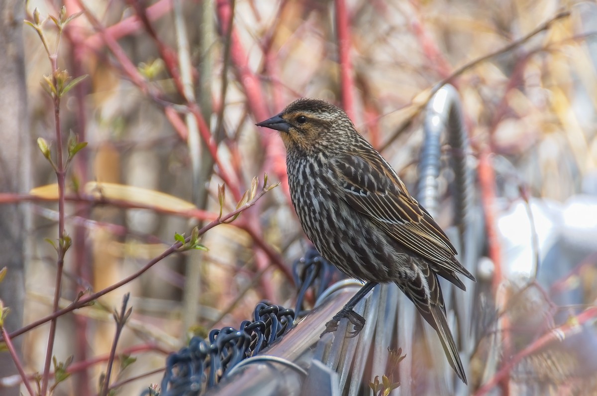Red-winged Blackbird - ML446502141