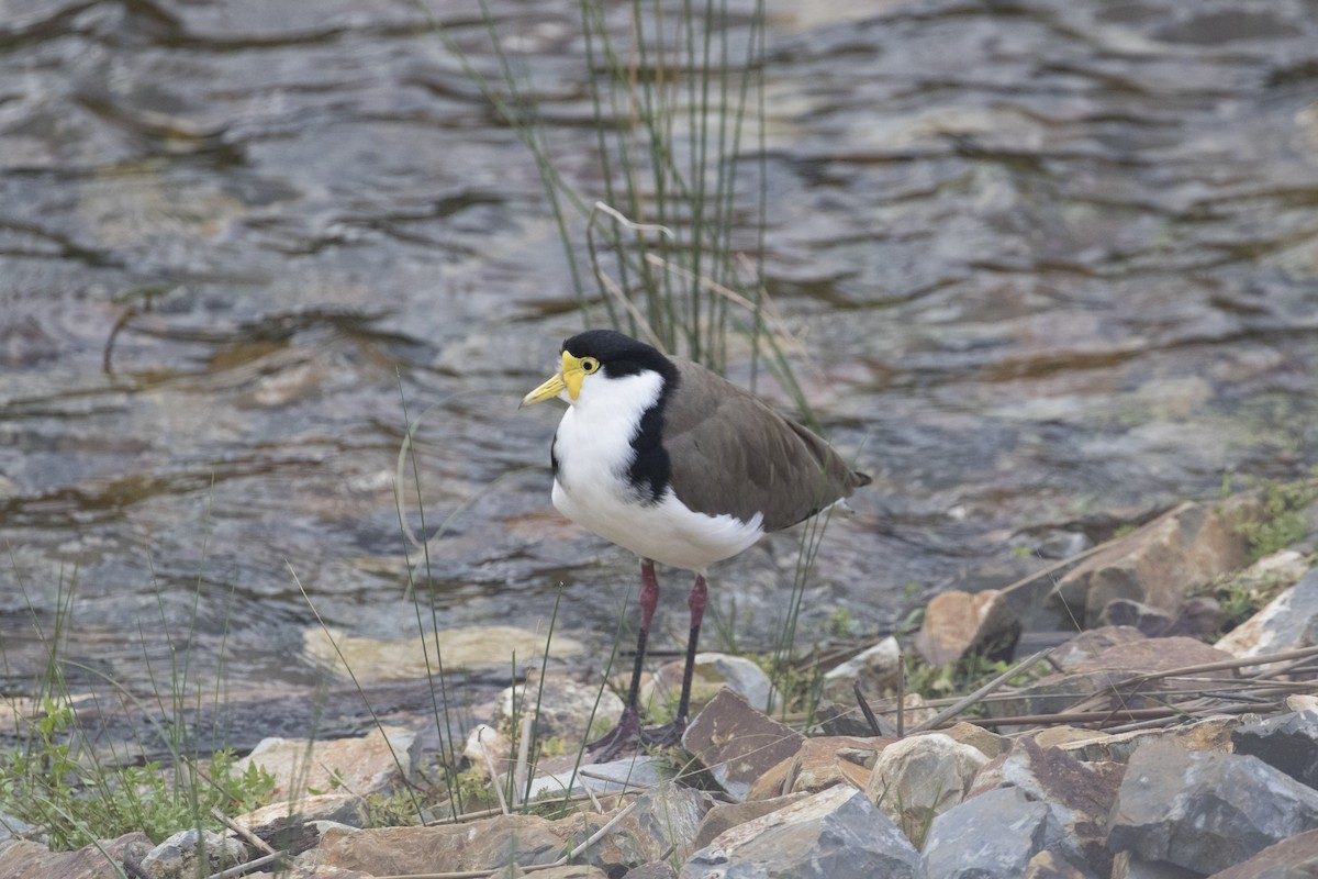 Masked Lapwing (Black-shouldered) - ML446502281