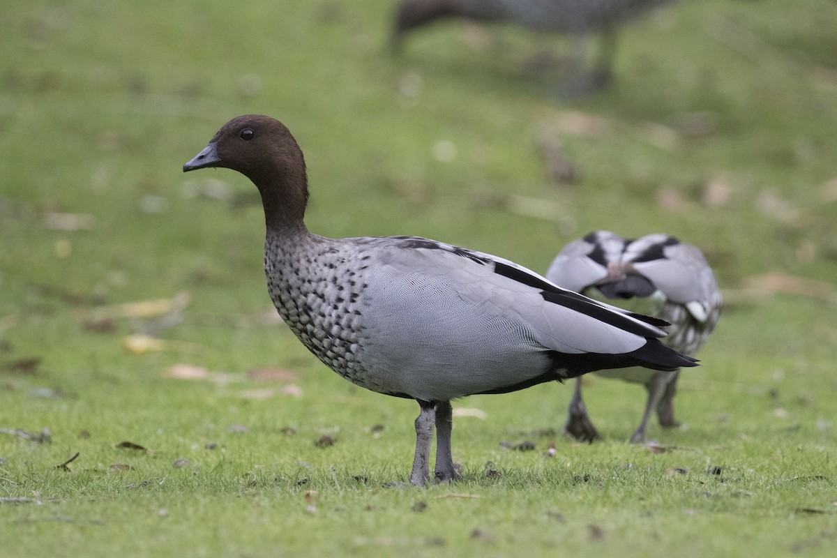 Maned Duck - John Cantwell