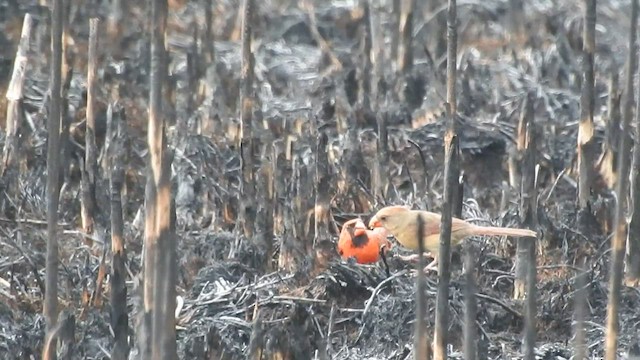 Cardinal rouge - ML446503591