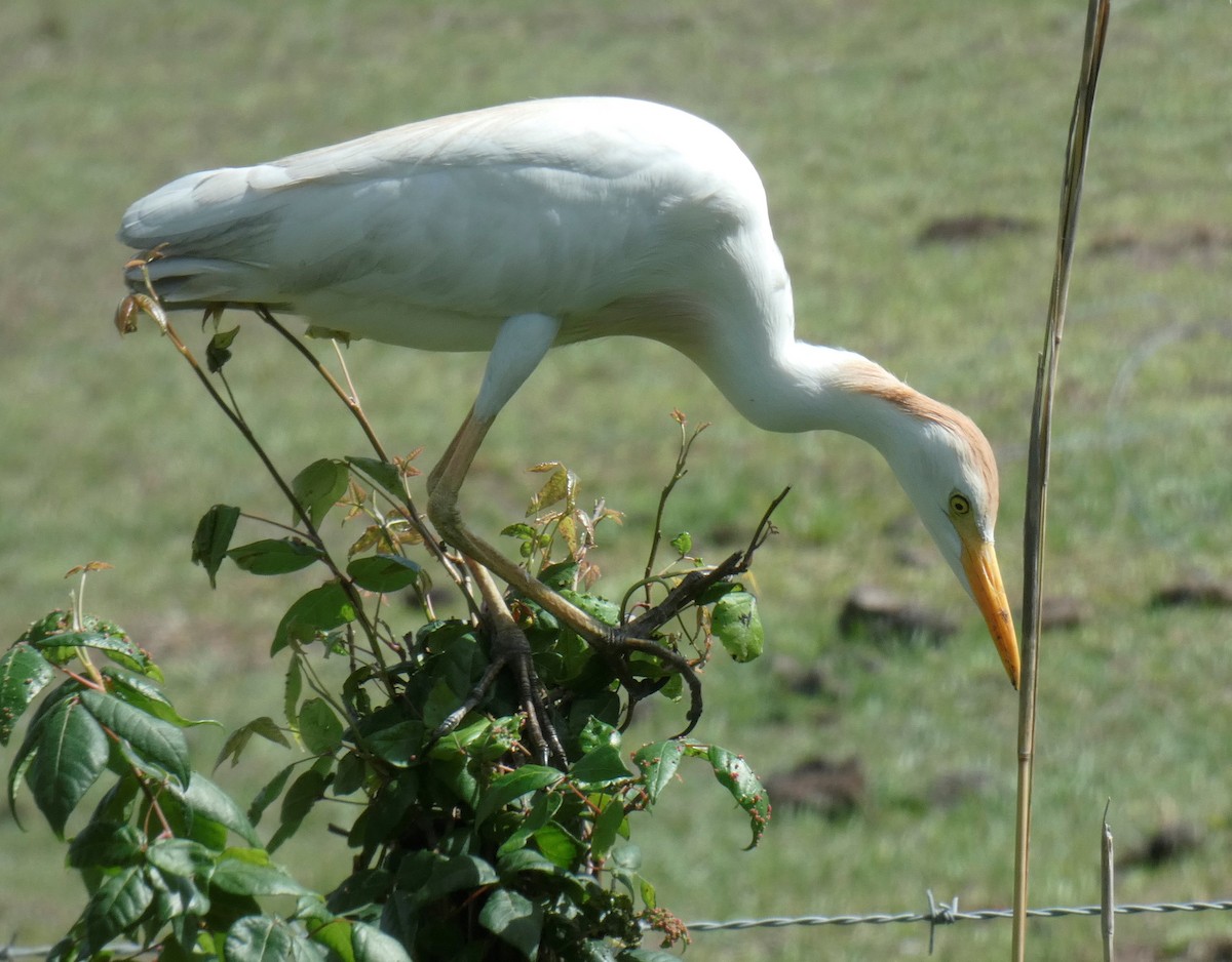 Western Cattle Egret - Valeri Ponzo