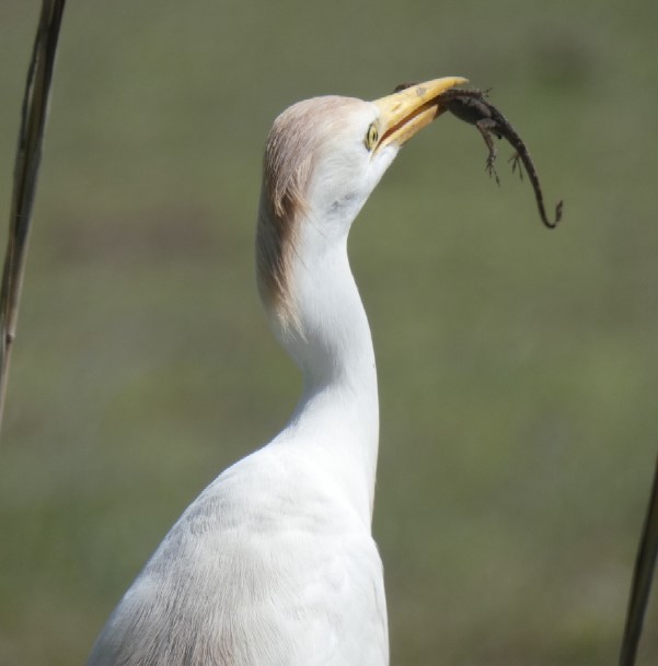 Чапля єгипетська (підвид ibis) - ML446503931