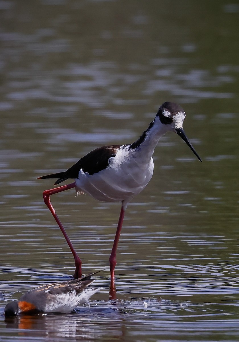 Black-necked Stilt - ML446504291