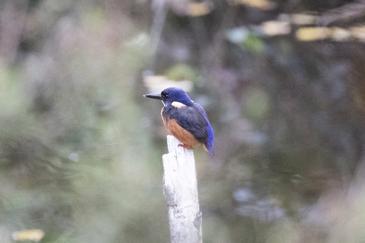 Martin-pêcheur à dos bleu - ML446504331