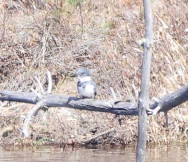 Belted Kingfisher - ML446504391