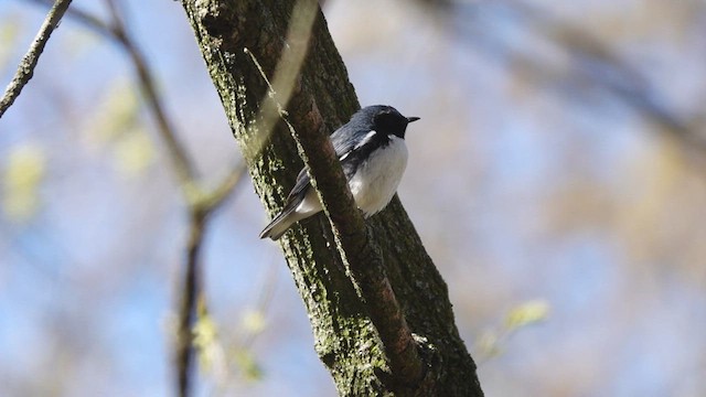 Paruline bleue - ML446504401