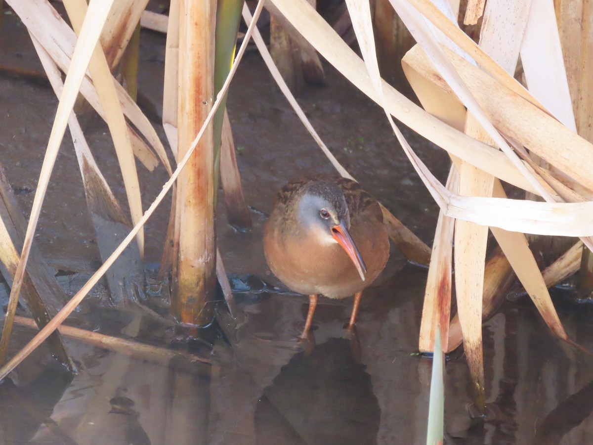 Virginia Rail - ML446504941