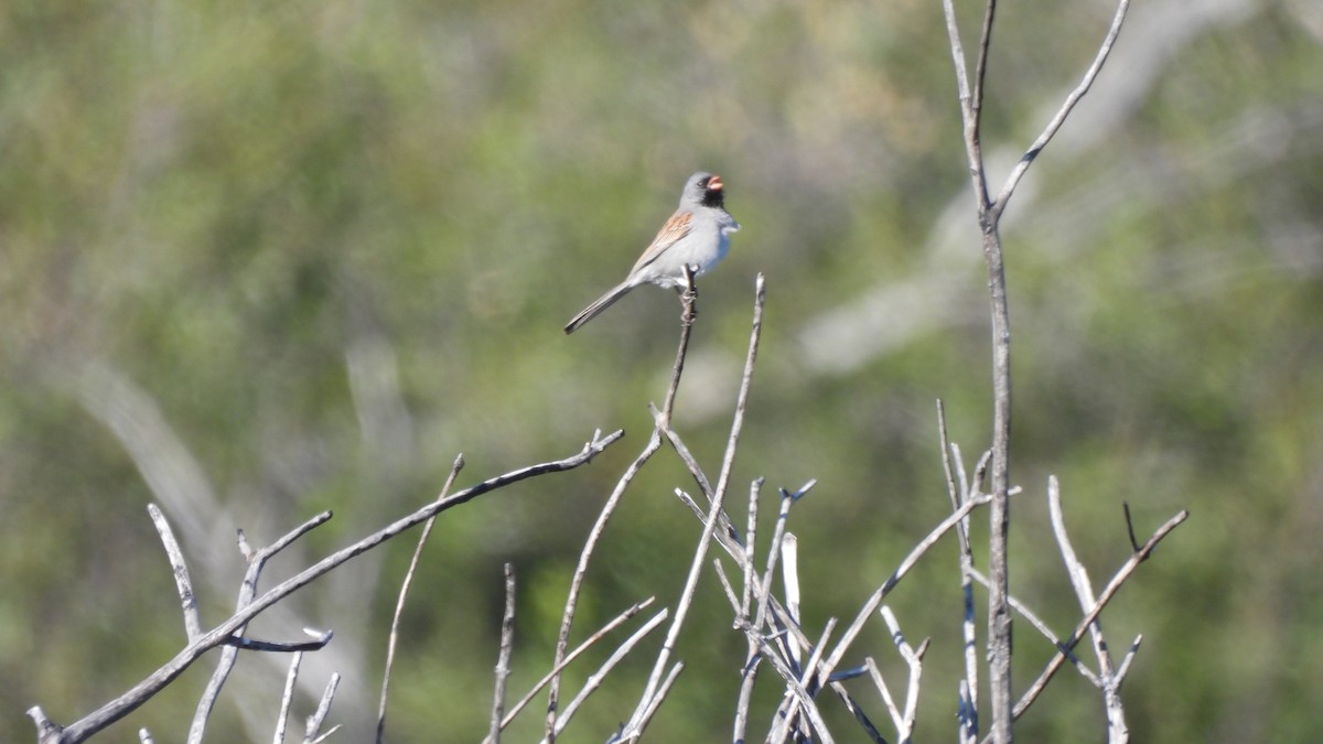 Black-chinned Sparrow - ML446504991