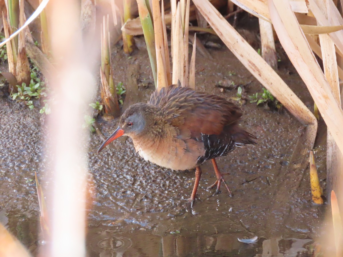 Virginia Rail - ML446505061