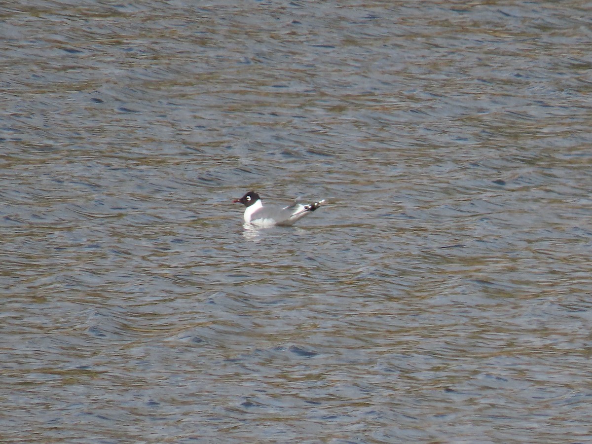 Franklin's Gull - ML446505831