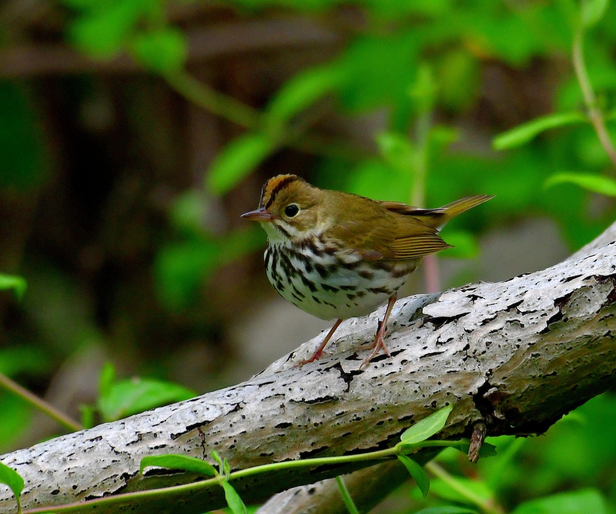 Ovenbird - ML446506071