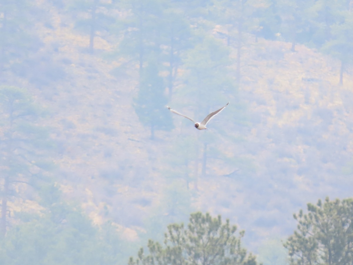 Franklin's Gull - ML446506891