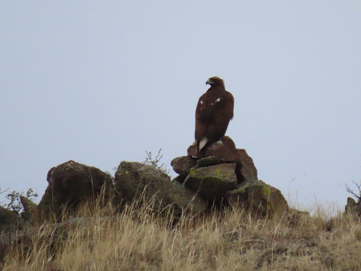 Golden Eagle - ML446507771