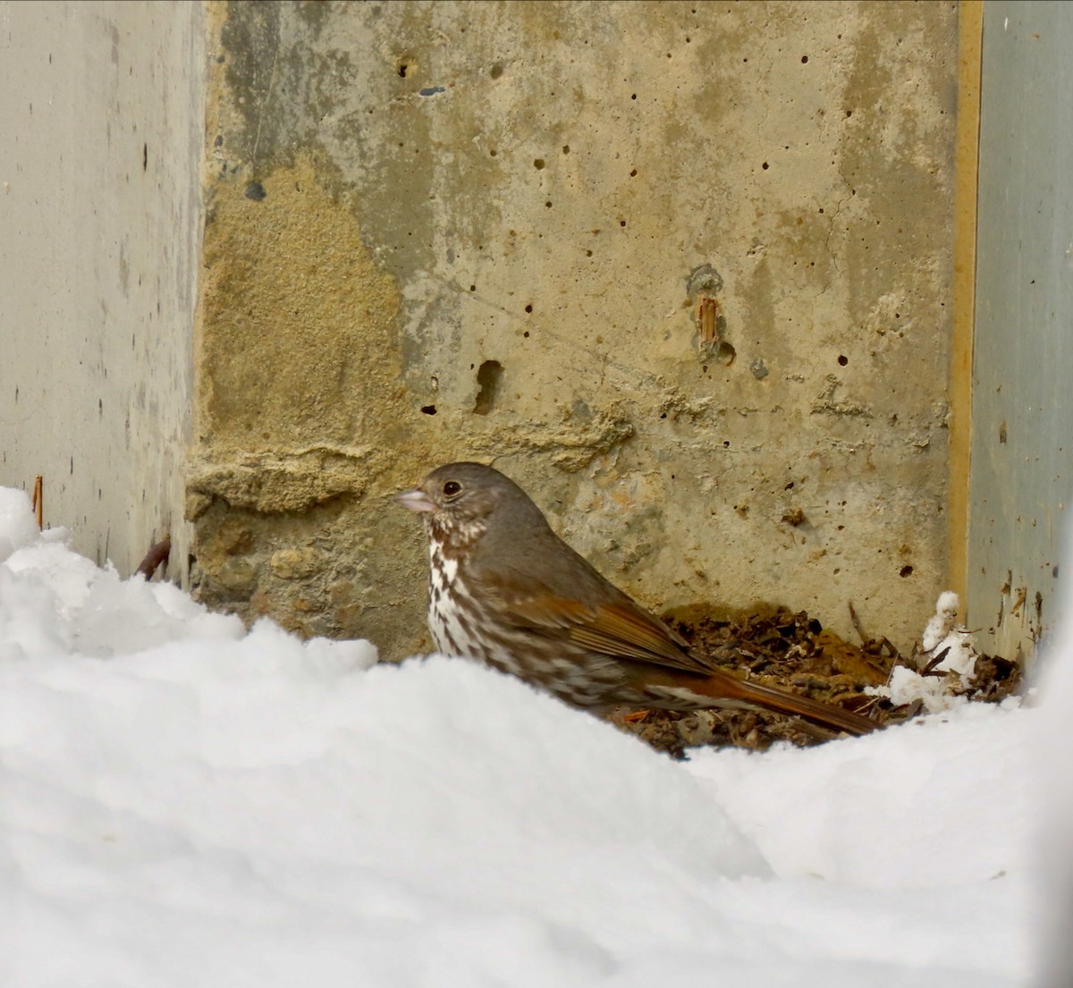 Fox Sparrow (Slate-colored) - ML446508741