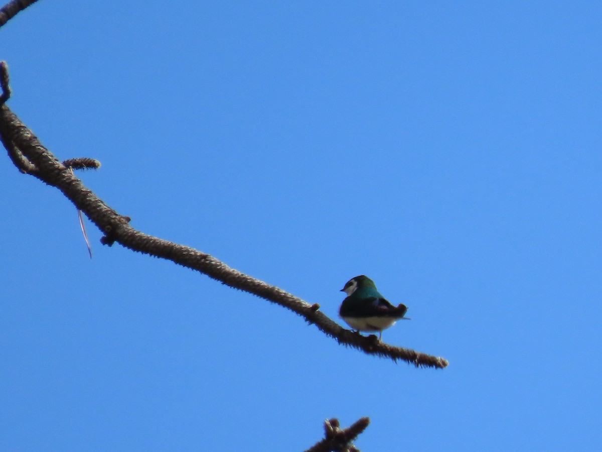 Violet-green Swallow - ML446509601