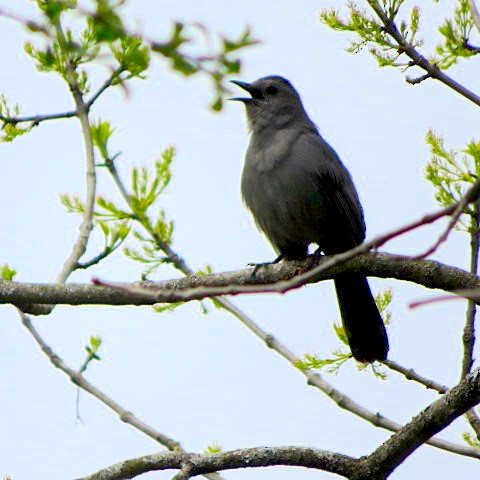 Gray Catbird - ML446511681