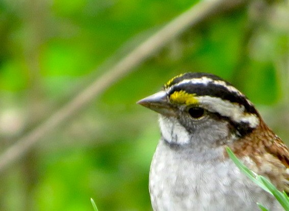 White-throated Sparrow - ML446511861