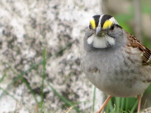 White-throated Sparrow - ML446511871