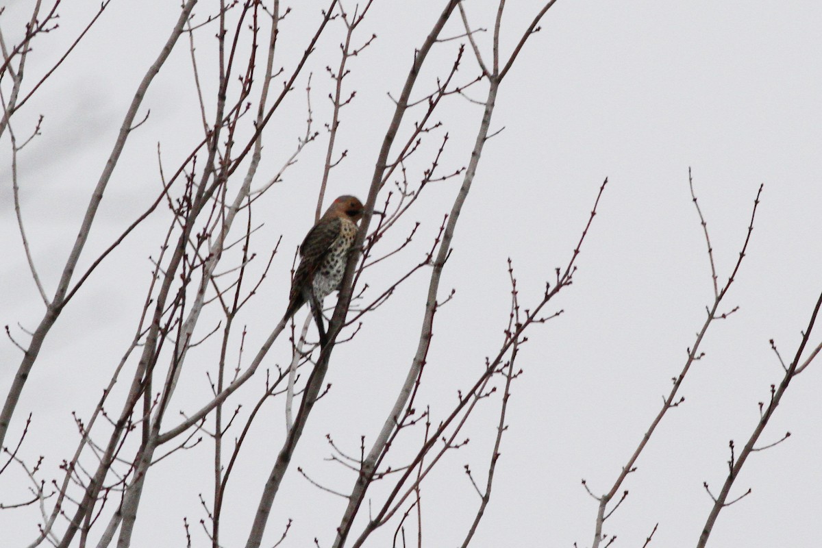 Northern Flicker (Yellow-shafted) - ML44651321