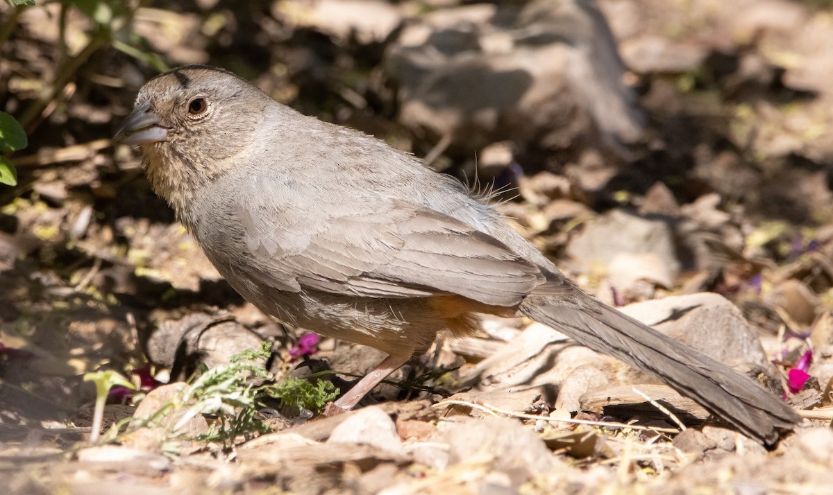 Canyon Towhee - ML446513331