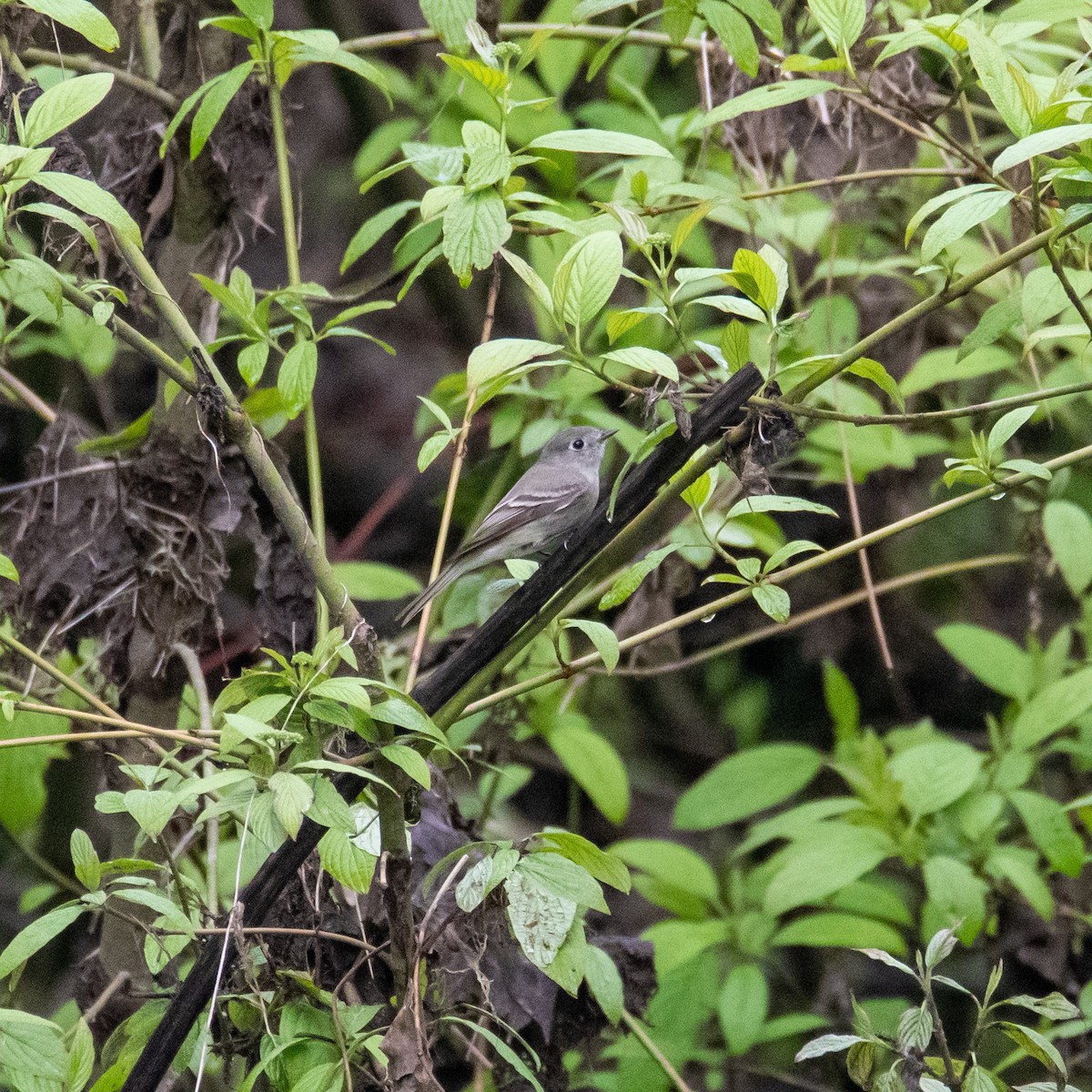 חטפית Empidonax בלתי-מזוהה - ML446515301