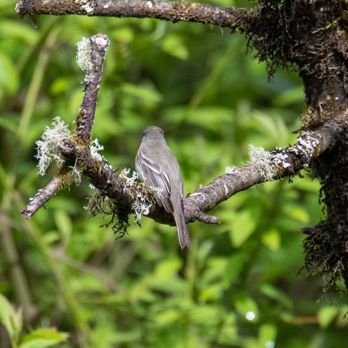 Mosquero sp. (Empidonax sp.) - ML446515331