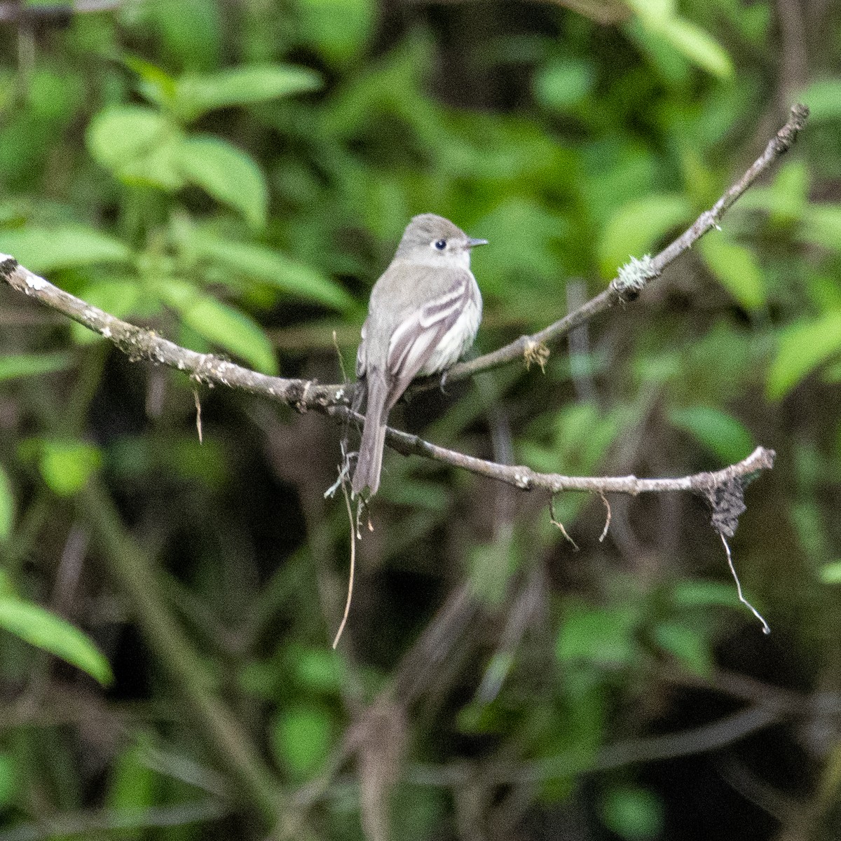 Empidonax sp. - Brooke Trabona