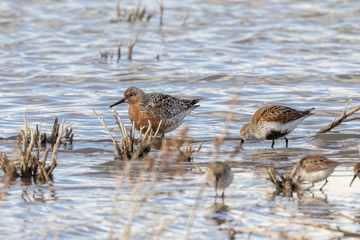 Red Knot - ML446516161