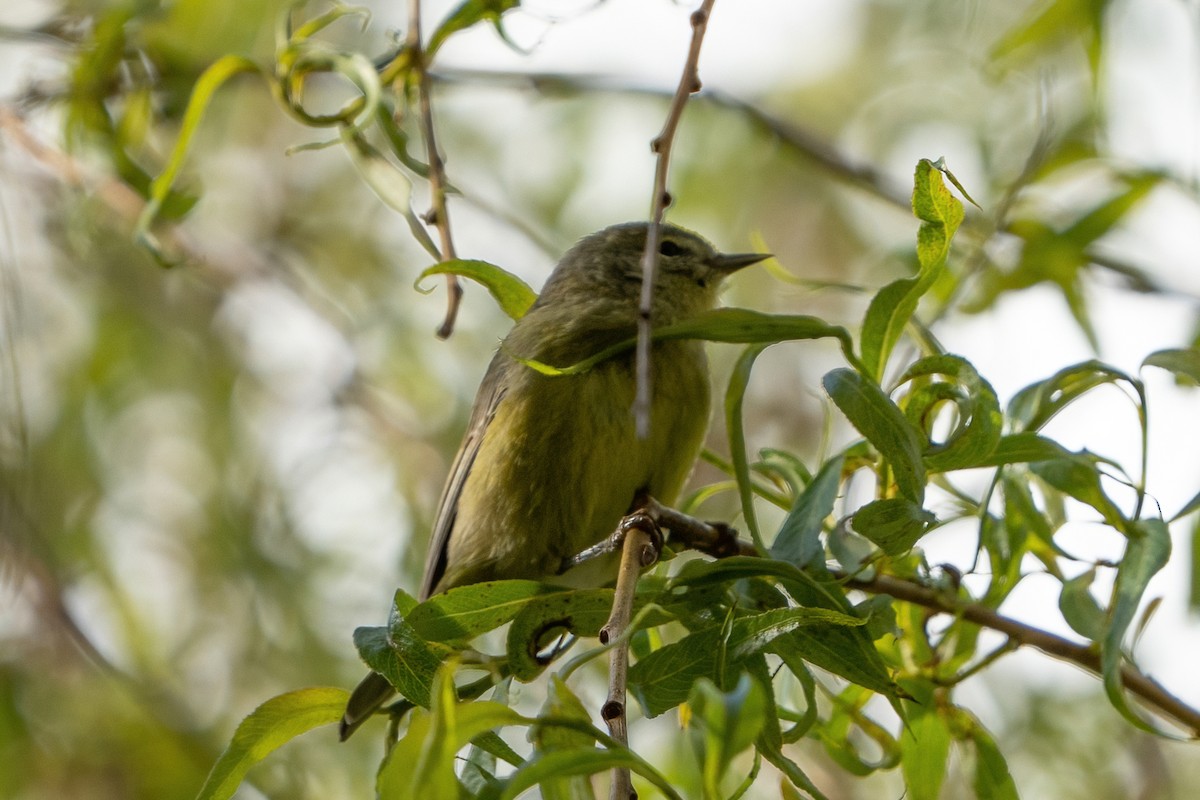 Orange-crowned Warbler - ML446516201